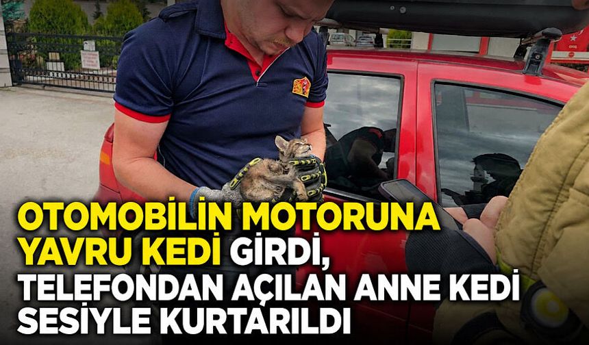 Otomobilin motoruna yavru kedi girdi, telefondan açılan anne kedi sesiyle kurtarıldı