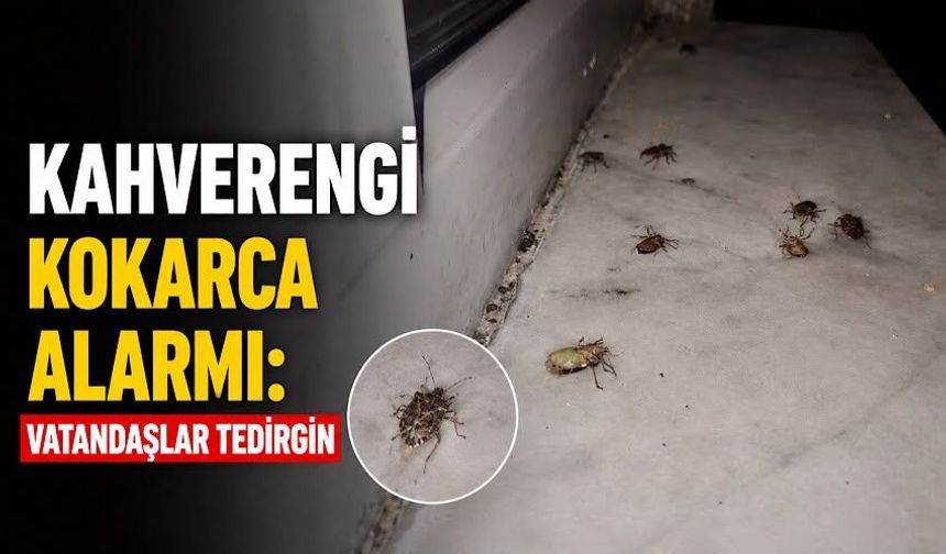 Kahverengi kokarca alarmı: Vatandaşlar tedirgin