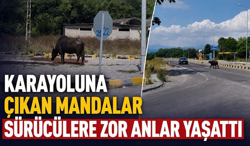 Karayoluna çıkan mandalar sürücülere zor anlar yaşattı