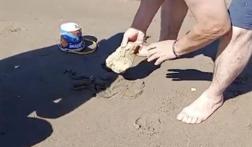 Plajda görülen yılan vatandaşlara panik yaşattı