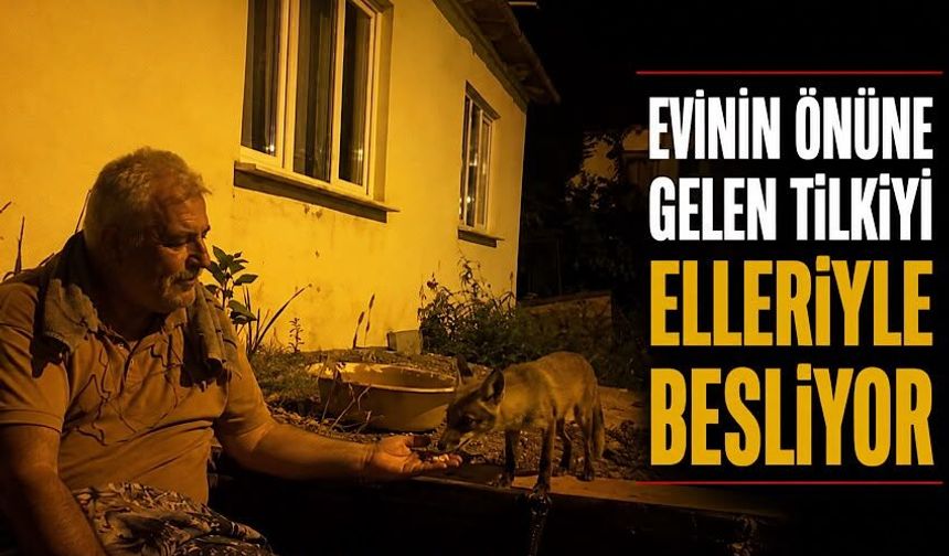 Evinin önüne gelen tilkiyi elleriyle besliyor