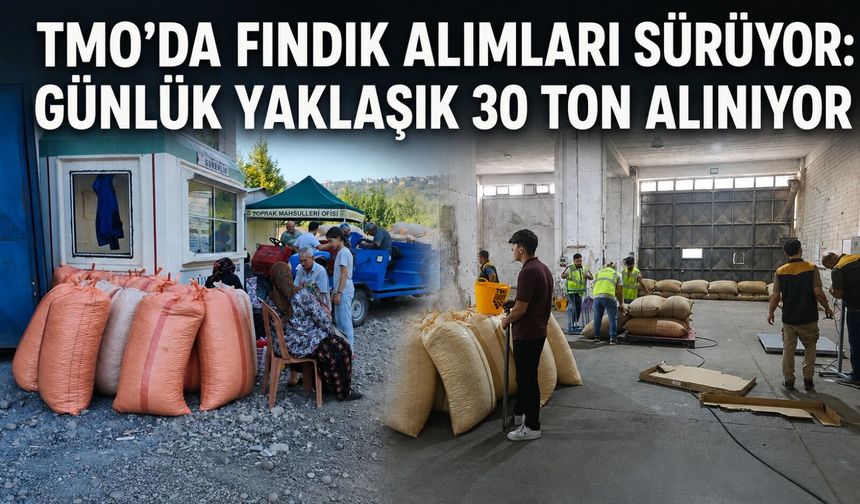 TMO’da fındık alımları sürüyor: Günlük yaklaşık 30 ton alınıyor