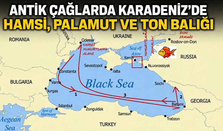Antik çağlarda Karadeniz’de hamsi, palamut ve ton balığı