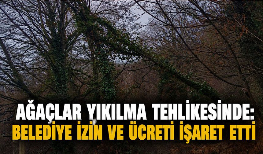 Ağaçlar yıkılma tehlikesinde: Belediye izin ve ücreti işaret etti