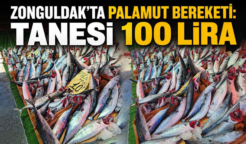 Zonguldak'ta palamut bereketi: Tanesi 100 Lira