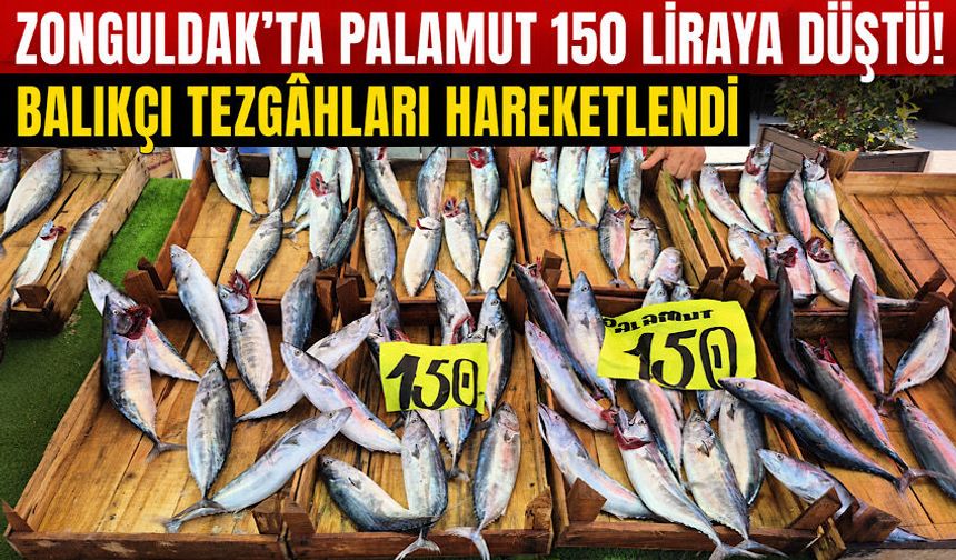 Zonguldak’ta palamut 150 liraya düştü! Balıkçı tezgâhları hareketlendi