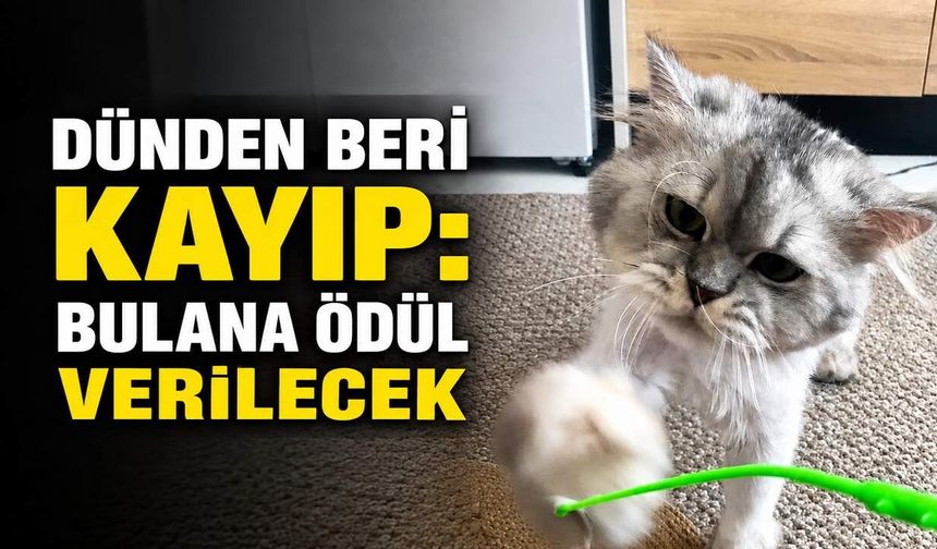 Dünden beri kayıp: Bulana ödül verilecek