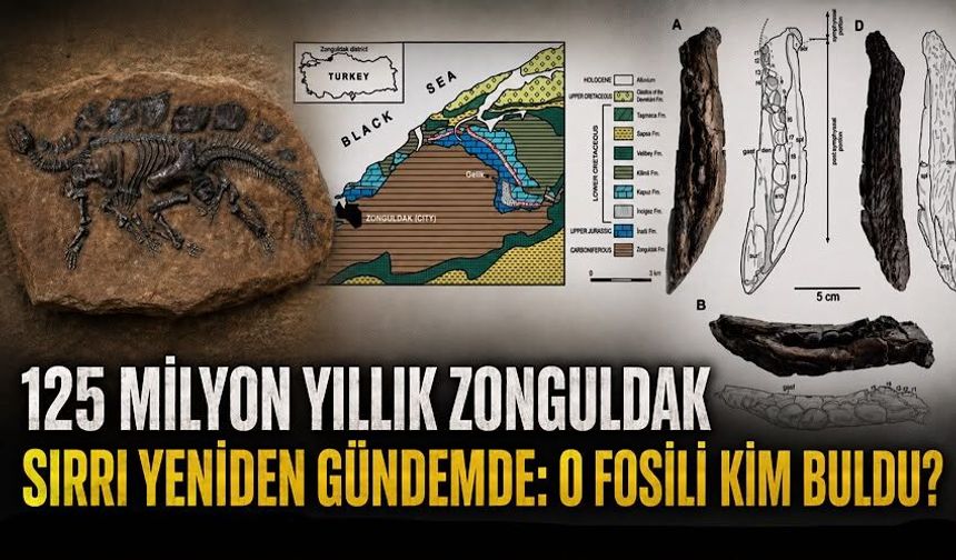 125 milyon yıllık Zonguldak sırrı yeniden gündemde: O fosili kim buldu?