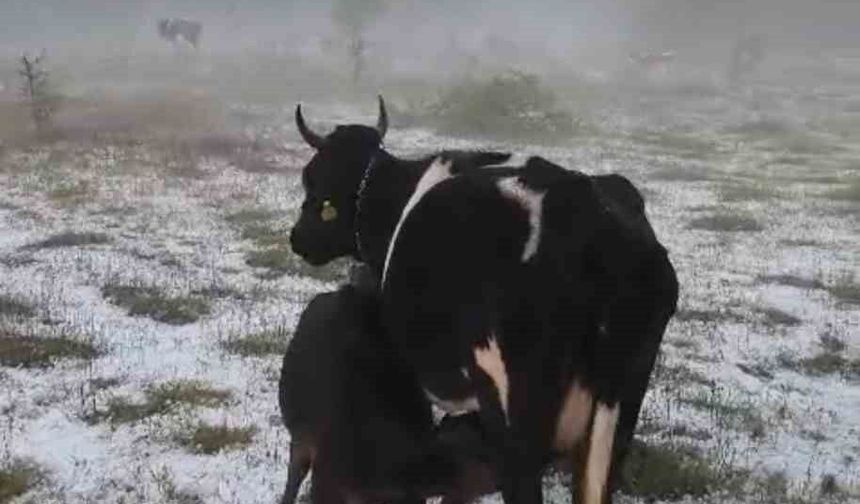 Dolu yağışı etkili oldu, tarım alanları zarar gördü