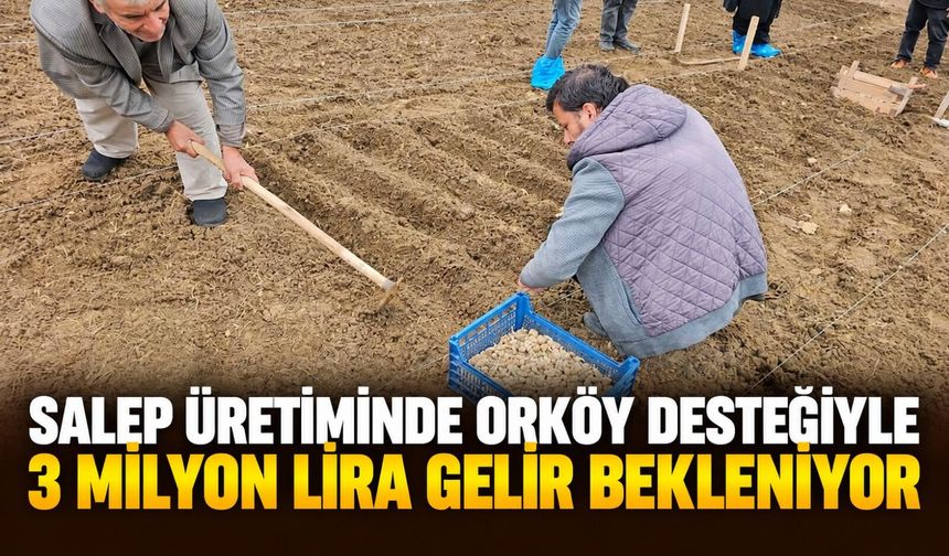 Salep üretiminde ORKÖY desteğiyle 3 milyon lira gelir bekleniyor