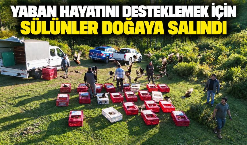 Yaban hayatını desteklemek için sülünler doğaya salındı