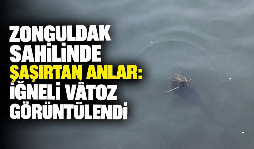 Zonguldak sahilinde şaşırtan anlar: İğneli vatoz görüntülendi