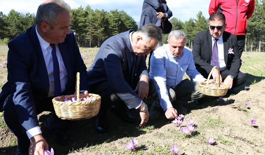 Safranda hasat dönemi