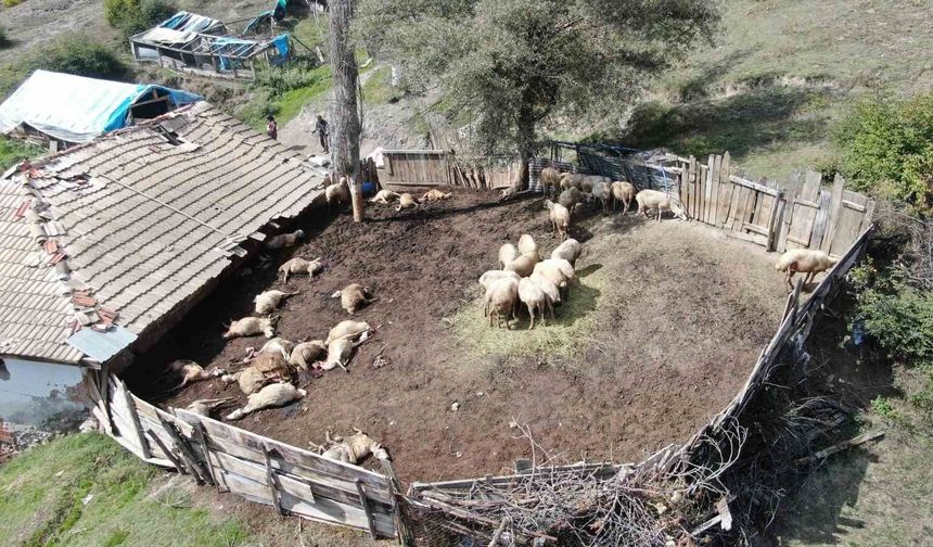 Ağıla giren kurtlar 18 koyunu telef etti, 11 koyunu yaraladı