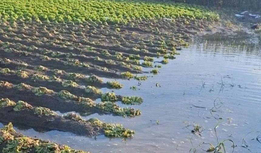 Çiftçinin emeği sular altında kaldı, 'Sağlık olsun' dedi