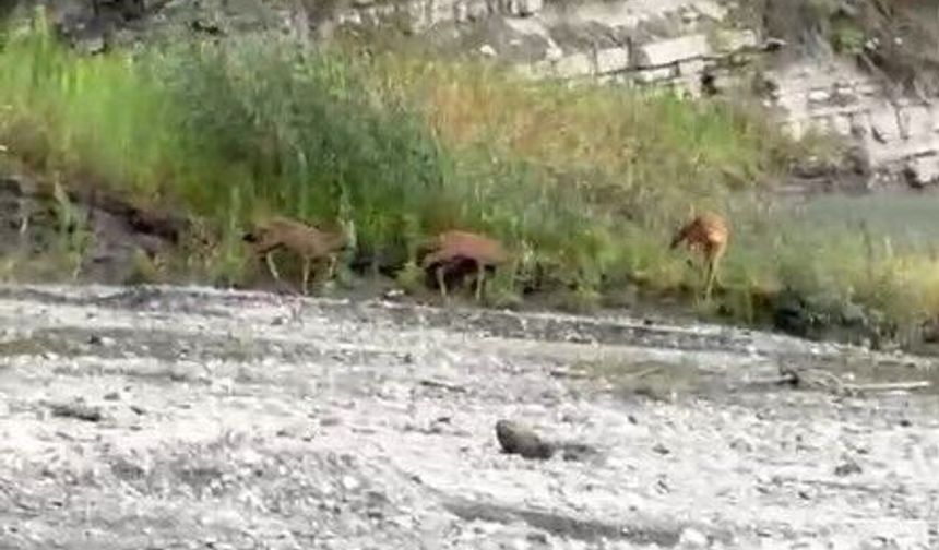 Dereden su içen karacalar kameraya yansıdı