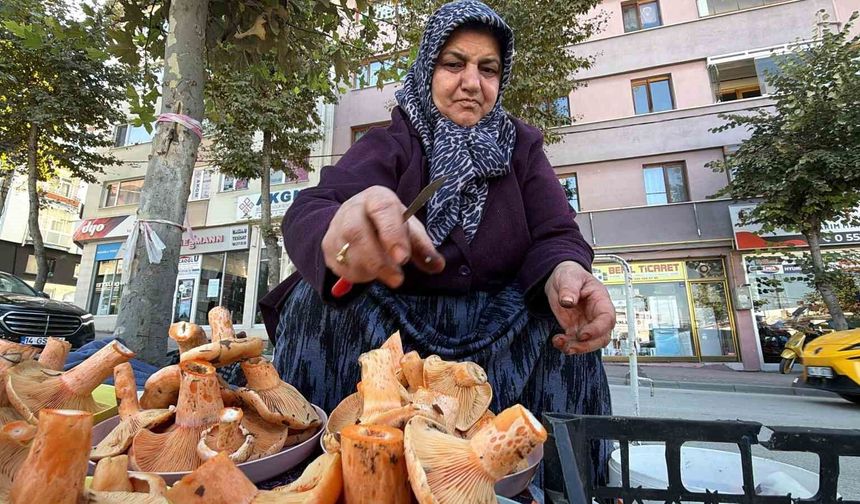 Ormandan kova kova topluyor, pazarda kilosunu 600 liradan satıyor