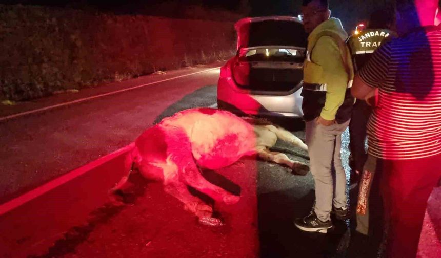 Otomobil büyükbaş hayvana çarptı: 1 yaralı