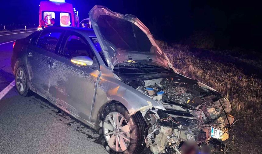 Otomobil domuz sürüsüne çarptı: 2 yaralı