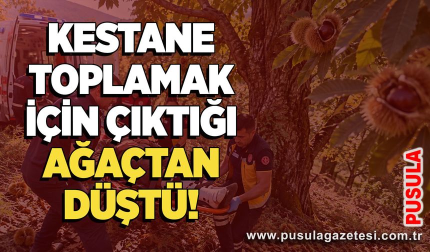 Kestane toplamak için çıktığı ağaçtan düştü!