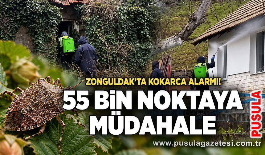 Zonguldak’ta kokarca alarmı! 55 bin noktaya müdahale