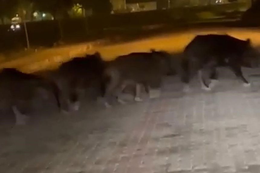 Zonguldak’ta aç kalan domuz sürüsü ilçe merkezine indi