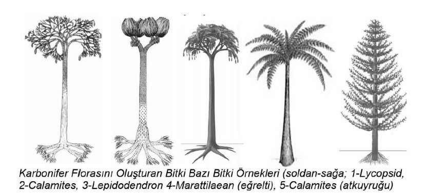 Kömür taşları1
