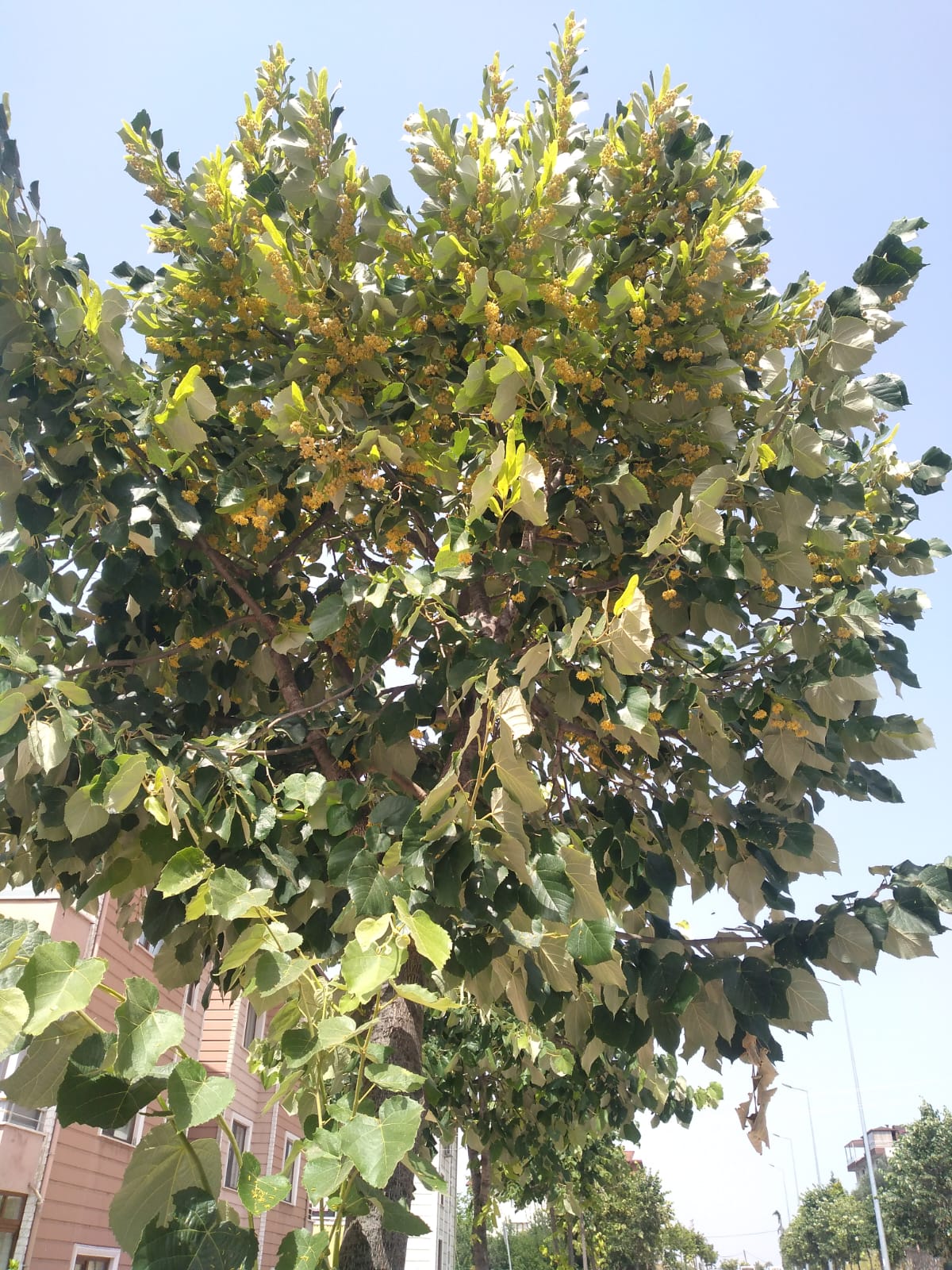 Ihlamur