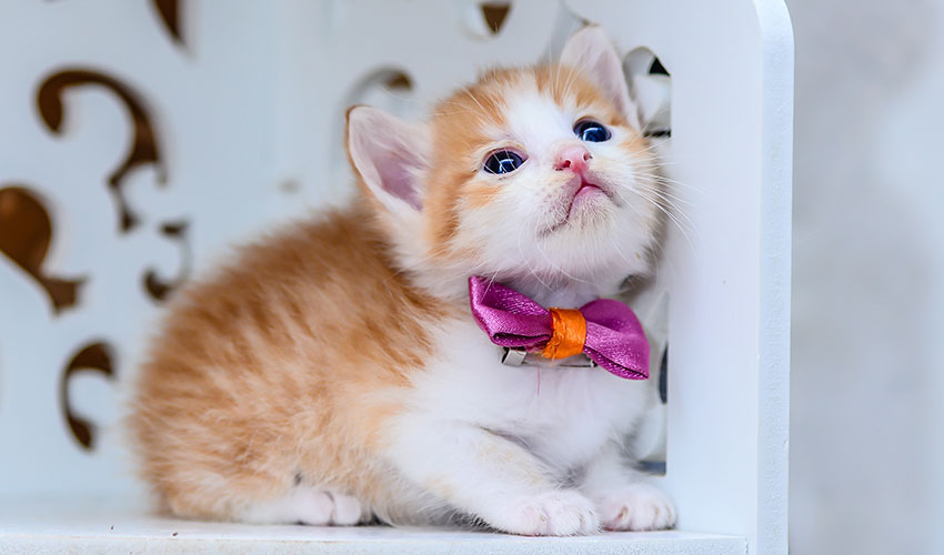 Kedi Gelişimi3