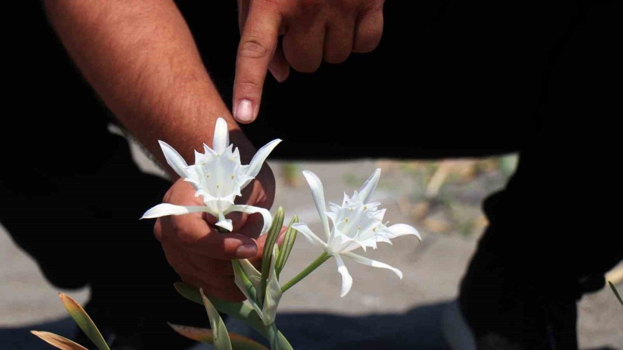 Güzelliğiyle büyülüyor, koparması cüzdanı yakıyor - Zonguldak Pusula ...