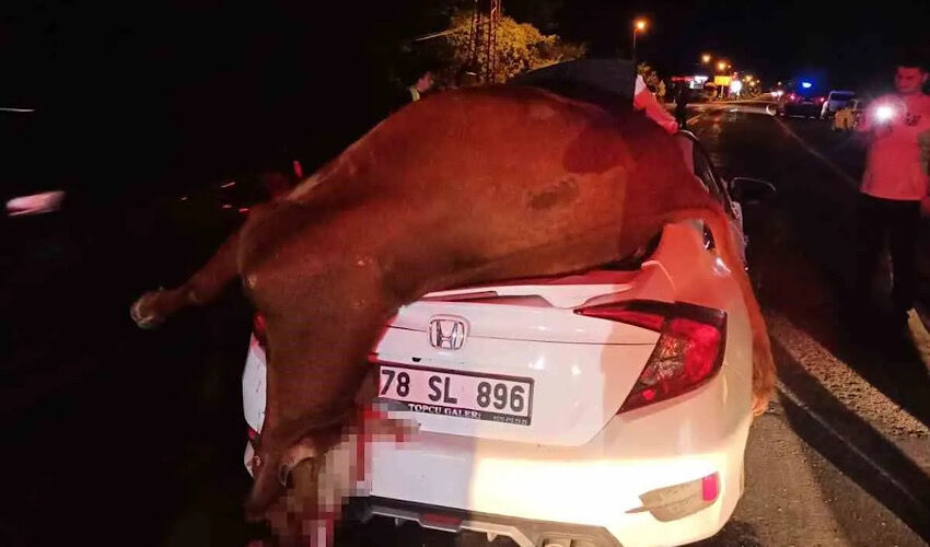 Otomobilin çarptığı inek telef oldu