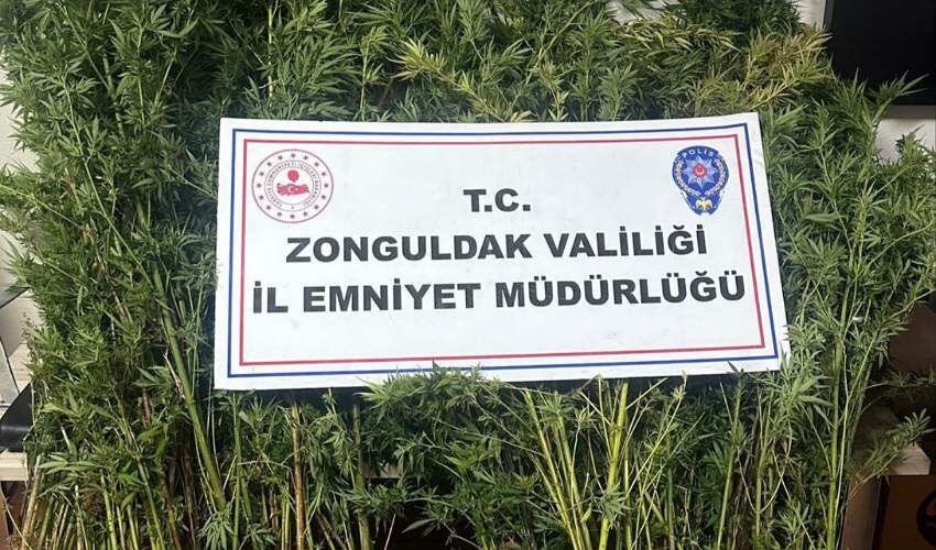 Yasaklı madde yetiştiren 2 kişi tutuklandı