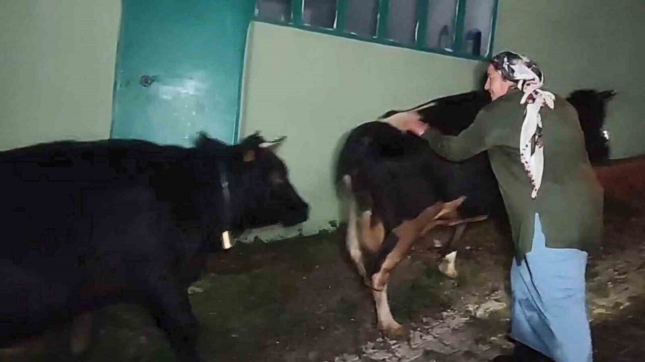 Dere suyu yükselince mahsur kalan hayvanlar 2.5 saatlik operasyonla kurtarıldı