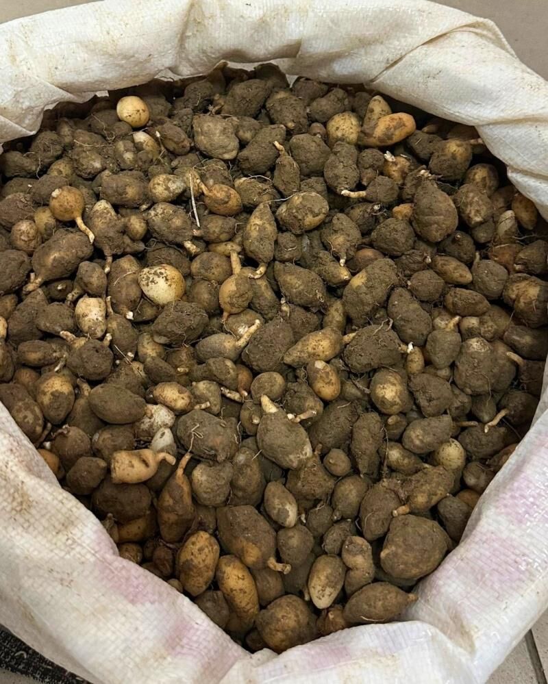 Çiçek Yumruları