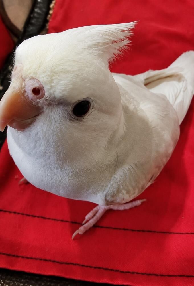 Papağan