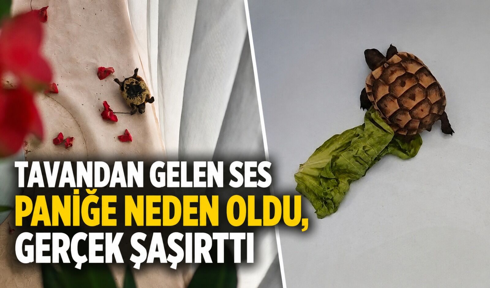 Tavandan gelen ses paniğe neden oldu, gerçek şaşırttı