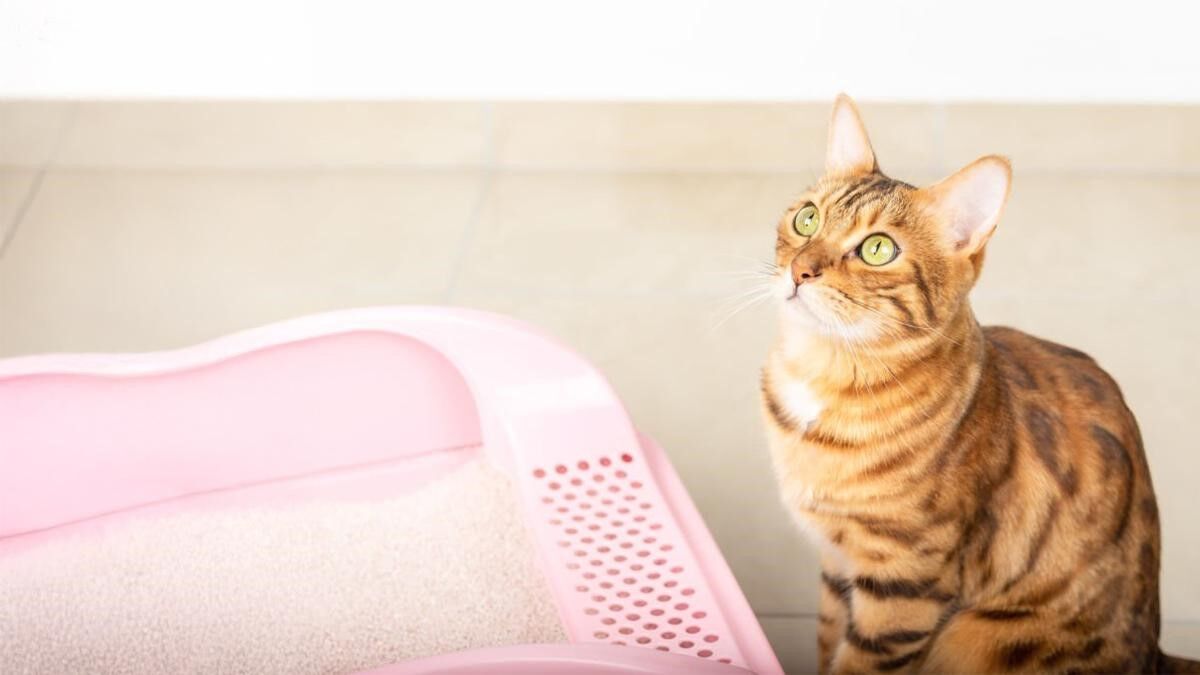 En Uygun Kedi Kumu