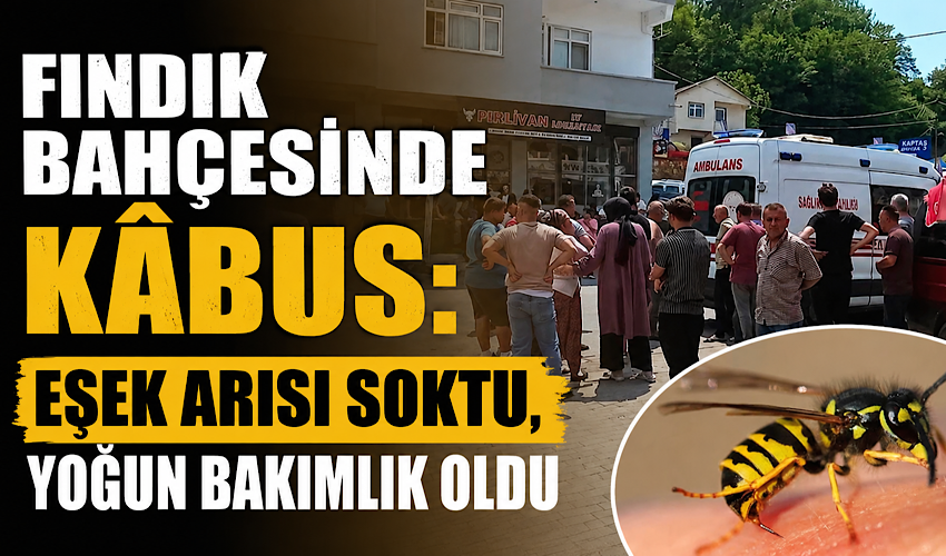 Fındık bahçesinde kabus: Eşek arısı soktu, yoğun bakımlık oldu