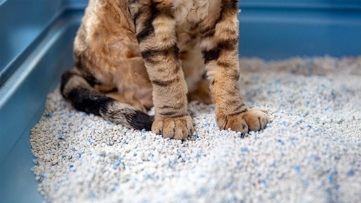 Kedi Kumu Çeşitleri-1