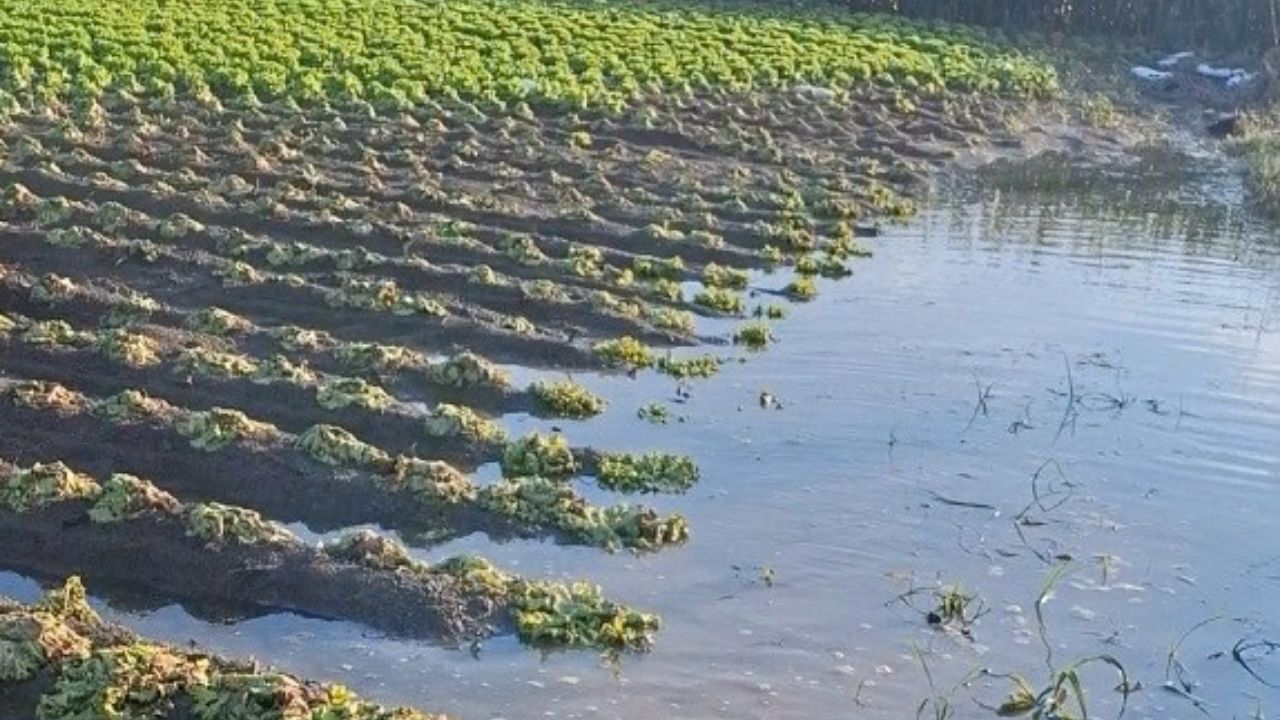 Çiftçinin emeği sular altında kaldı, 'Sağlık olsun' dedi