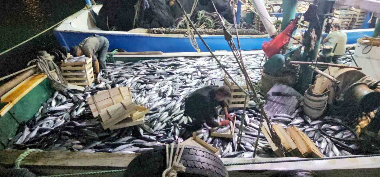 Karadeniz'e palamut bereketi sürüyor: Kasa kasa palamutla limana dönüyorlar