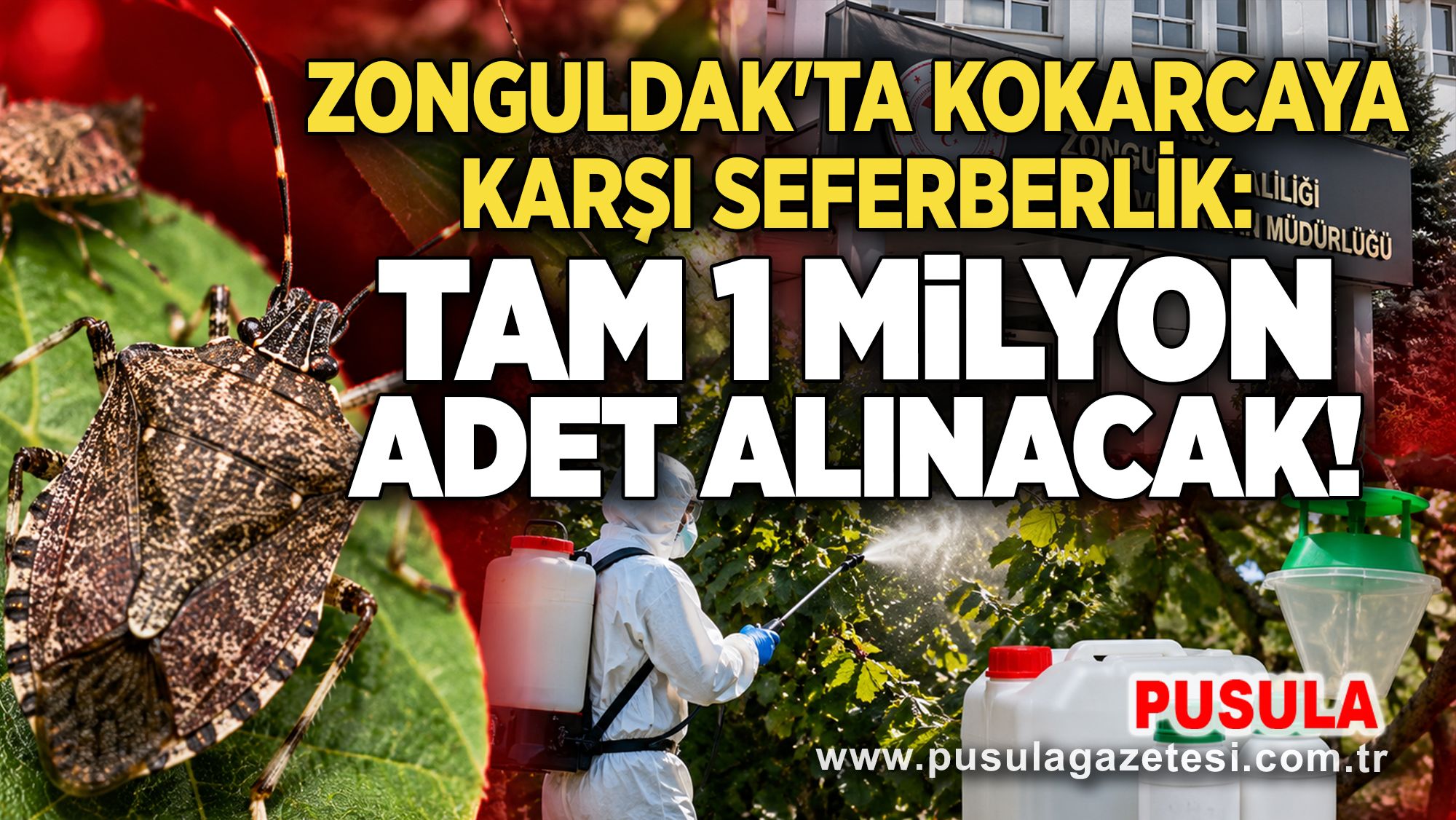 Zonguldak'ta kokarcaya karşı seferberlik: Tam 1 milyon adet alınacak!