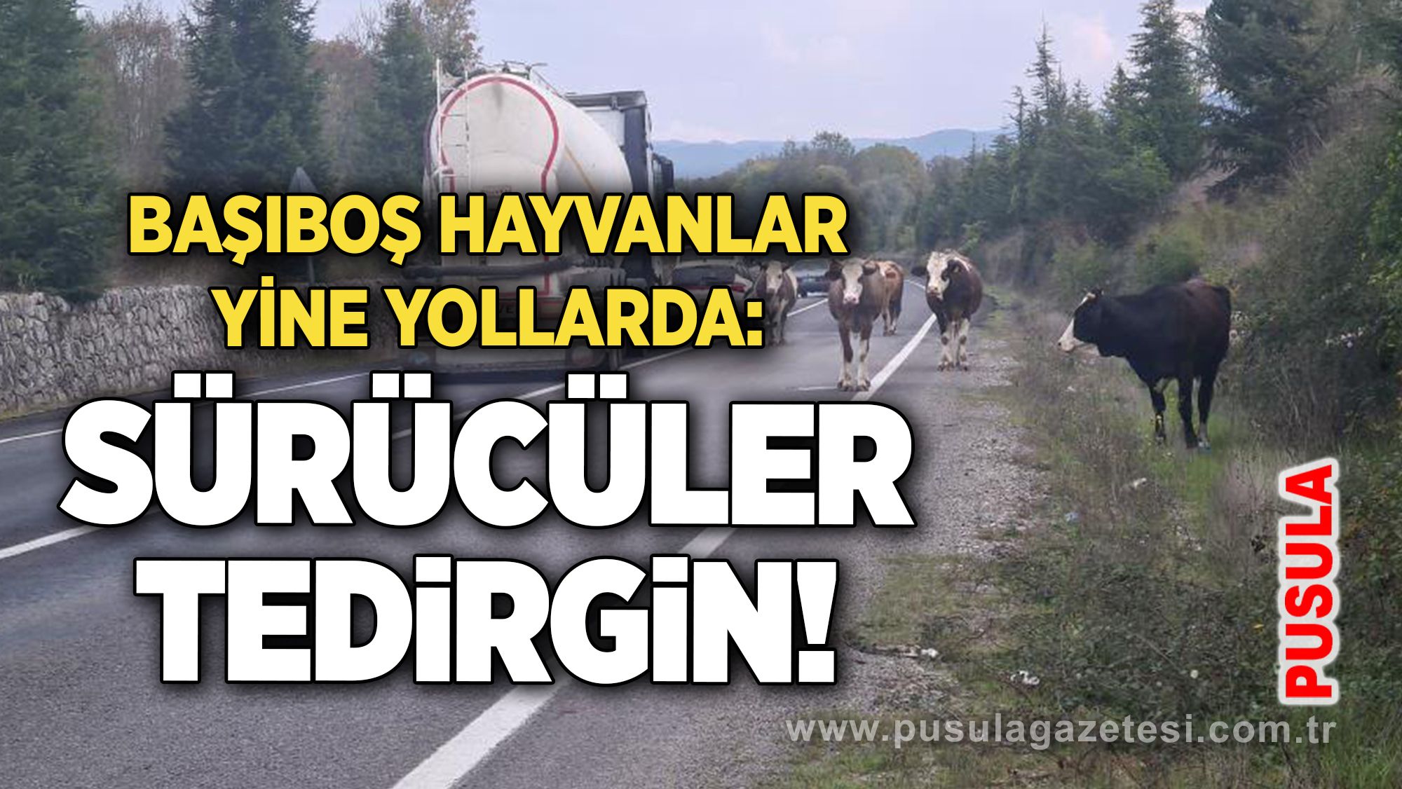 Başıboş hayvanlar yine yollarda: Sürücüler tedirgin!